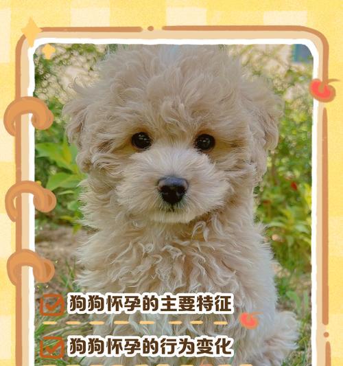 狗狗怀孕一周流产的症状（了解狗狗怀孕一周流产的常见症状和注意事项）