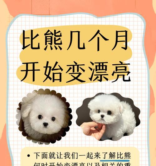 探讨比熊犬的价格差异及影响因素（不同颜色的比熊犬价格差异大？一探究竟！）