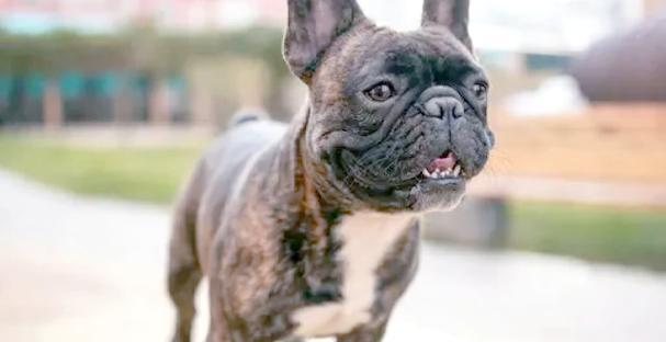 揭秘法斗犬的真实寿命（通过5个方面了解法斗犬的年龄特征及判断方法）