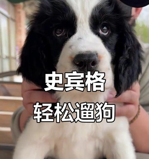 史宾格犬（了解史宾格犬的特点及饲养要点）