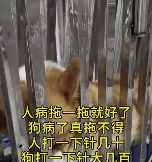 狗打完点滴后适合洗澡吗？（洗澡时间的合理安排及注意事项）