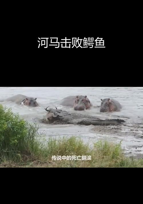 河马与鳄鱼共处水域的优势与奥秘（河马在水中的王者地位与适应能力揭秘）
