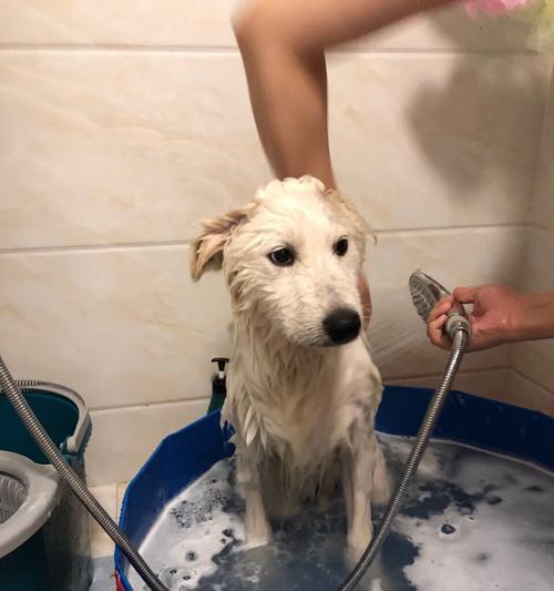 狗狗换了新环境多久可以洗澡？（了解宠物洗澡时间，让狗狗更舒适）