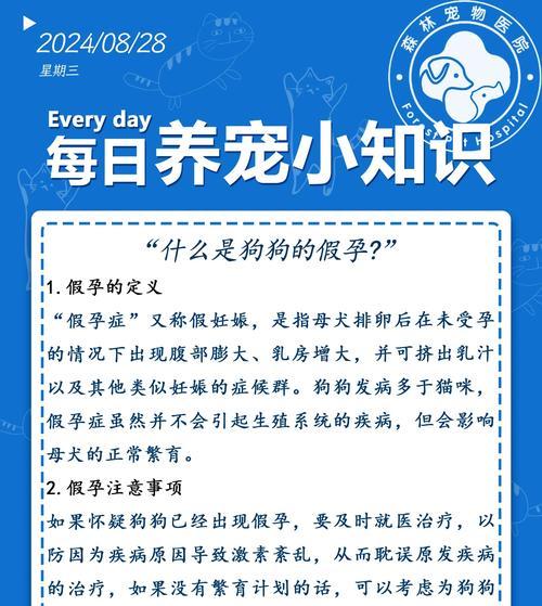 以狗假孕后多久还会怀孕（探讨狗犬假孕后再次受孕的时间和条件）