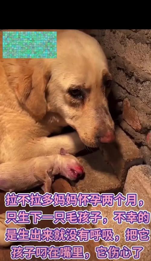 母狗的怀孕周期及再次怀孕间隔时间研究（揭秘母狗的繁殖规律和健康保养）