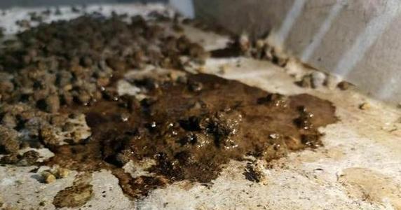 兔子常见疾病及防治方法（了解兔子的常见疾病，帮助您保持兔子的健康）