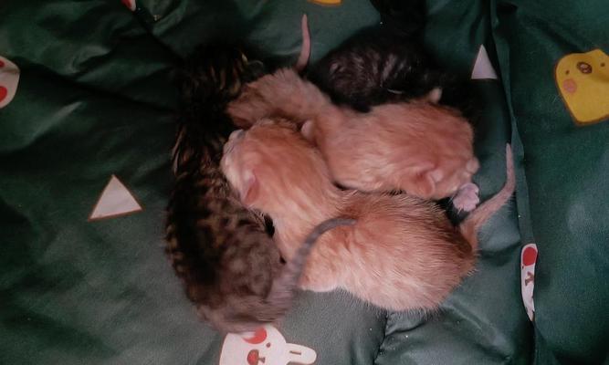 以猫下仔需要多久？（探讨猫咪的妊娠周期及繁殖过程）