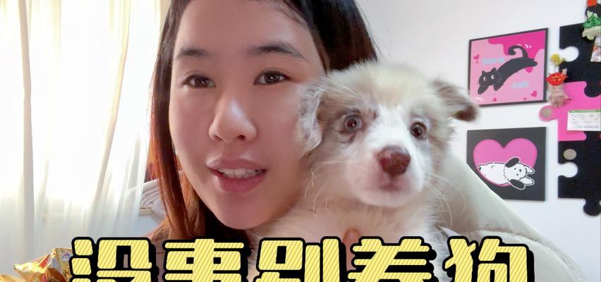 探究弃养率较高的狗狗品种及原因（解读狗狗弃养现象，从品种到原因一网打尽）