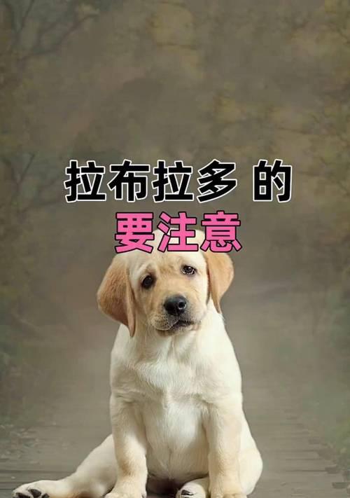 拉不拉多犬配种的最佳时间（如何确定拉不拉多犬合适的配种时间点）