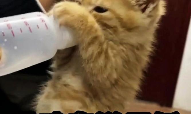 猫多久不吃会饿死？（揭秘猫咪食欲和生命的秘密）
