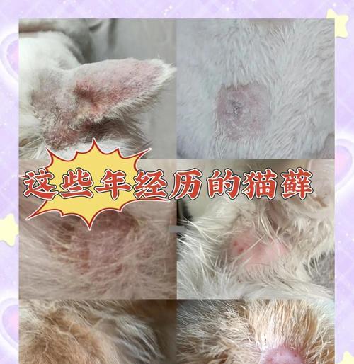 猫癣治疗时间究竟需要多久？（探寻猫癣治疗的关键因素及时间要求）