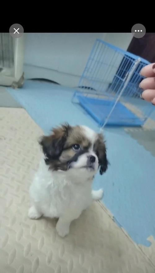 南宁市适合养的犬种及养护要点（选择适合南宁市气候的犬种，打造快乐的宠物生活）