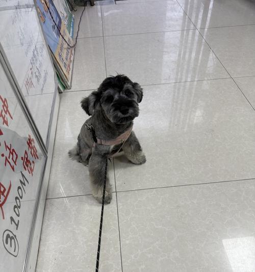 雪纳瑞幼犬打狂犬疫苗的最佳时间（探讨45天左右的幼犬打狂犬疫苗的合适时间）