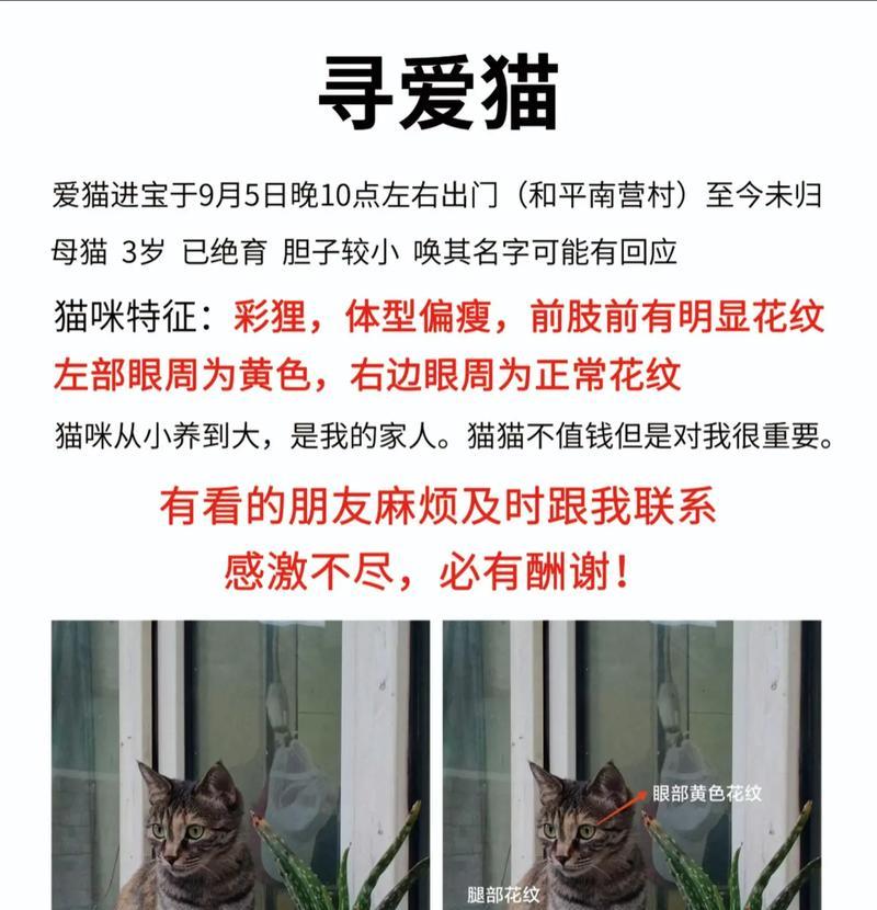 母猫名字大全（寻找母猫名字？这里有15个创意及独特的选项！）