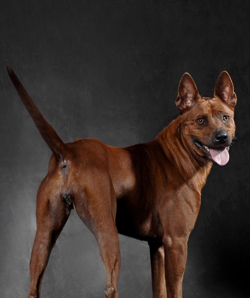犬霸气（用无畏的名字描绘犬类的霸气风采）