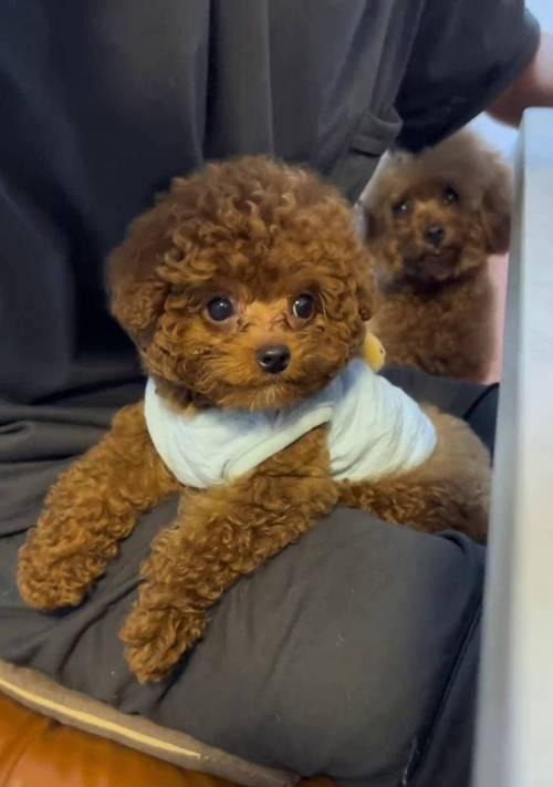 拥有这7大特征的纯种贵宾犬（贵宾犬的七个特征，你家是否都具备？）