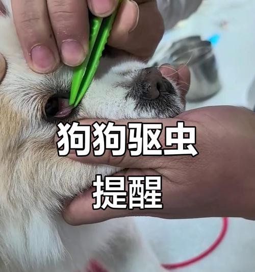 小狗打虫的重要性与频率（保护小狗健康，定期打虫是必要的）