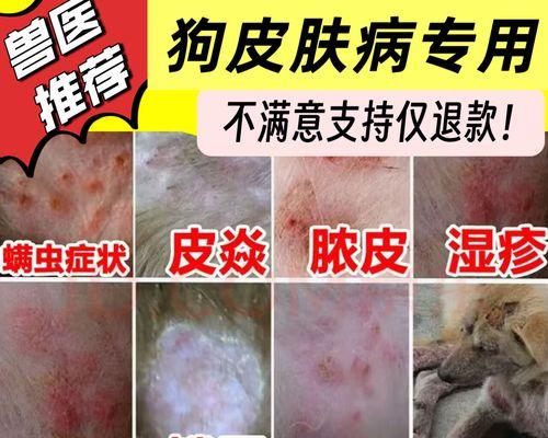 狗狗患上疥螨，需要多长时间才能康复？（了解疥螨治疗时间，宠物狗康复速度取决于多个因素）