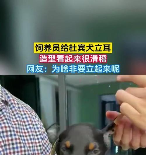 杜宾立耳手术后绑多久合适？（恢复期、固定时间和绑带材料选择）