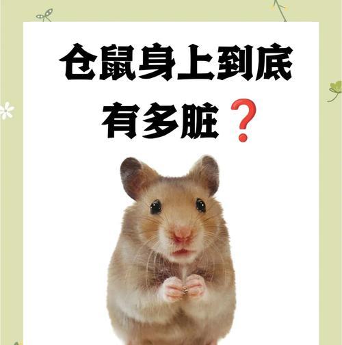 仓鼠便秘的症状及应对方法（仓鼠严重便秘的预防与治疗）