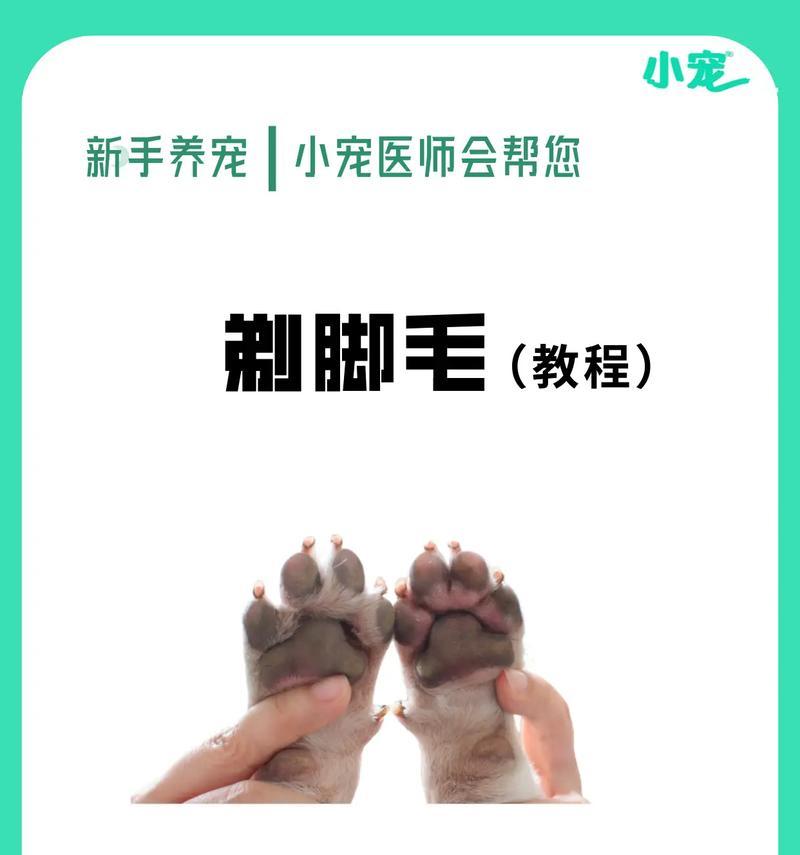 狗狗脚掌受伤，需要多久才能好？（了解狗狗脚掌受伤的恢复时间以及关键因素）