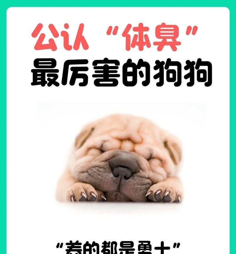 如何解决以巴哥犬体臭严重问题（消除巴哥犬体臭的有效方法及护理技巧）