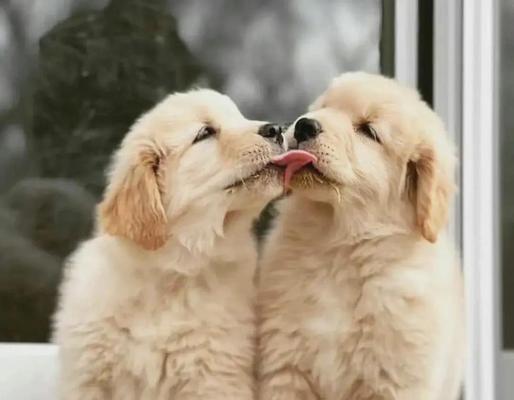 金毛犬的毛发生长周期（了解金毛犬毛发生长的时间和阶段）