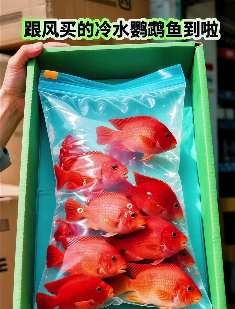 冬季里饲养鹦鹉鱼的关键因素（不用加热棒到底行不行？）