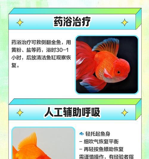 金鱼烂尾巴的治愈时间和方法（揭秘金鱼烂尾巴康复过程，掌握关键方法）