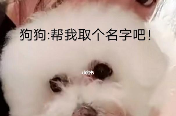 霸气好听有内涵的宠物名字大全（挑选最拉风的狗狗名字，彰显个性与品味）