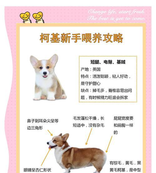 柯基犬驱虫频率及相关注意事项（了解柯基犬驱虫周期的重要性及正确的驱虫方法）
