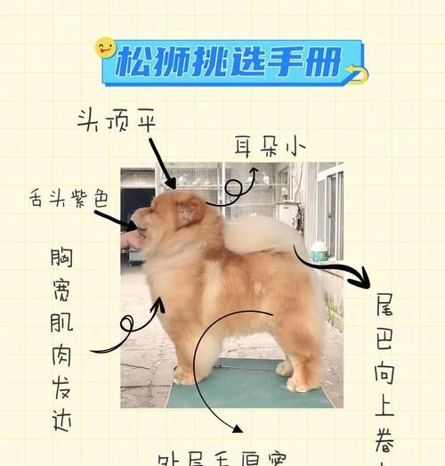 松狮毛色定型时间研究（探究松狮毛色多久能够定型）