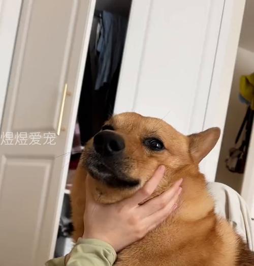 狗狗睁眼后需要多久才能看见？（探索狗狗的视觉发育进程及关键时期）
