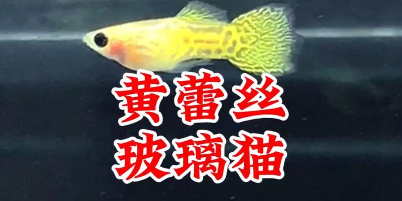 玻璃猫鱼的寿命及其养殖要点（探究玻璃猫鱼的寿命长短和如何延长其寿命）