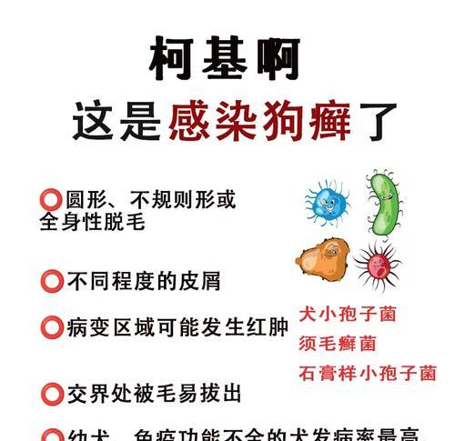 宠物皮肤篇（小狗癣的治疗方法和注意事项）