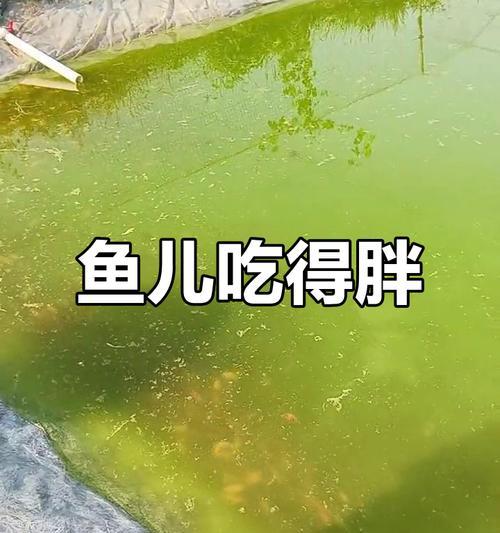 以吃饲料的鱼的养殖方法和效益（饲料养殖方式下的鱼类养殖以及其经济效益）