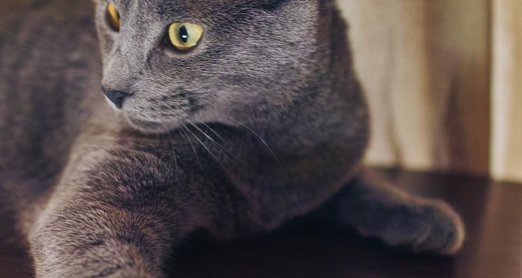 解析英国短毛猫为何称之为“蓝猫”（探究“蓝猫”的起源和特征及长毛英短的魅力）