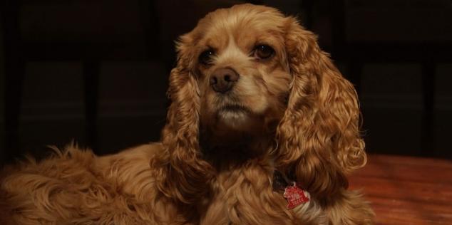 可卡犬常见病症大揭秘（了解可卡犬常见病症及预防保健措施）