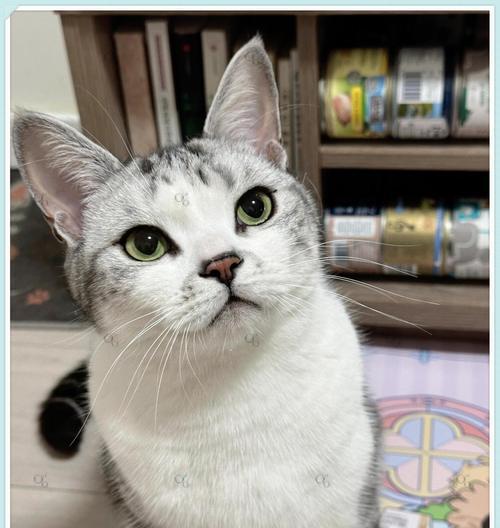 猫的成年期