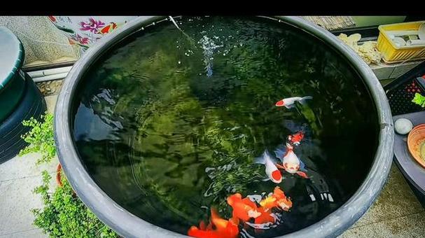 金鱼饲养密度如何确定（以300升水为例，合适的金鱼数量是多少？）