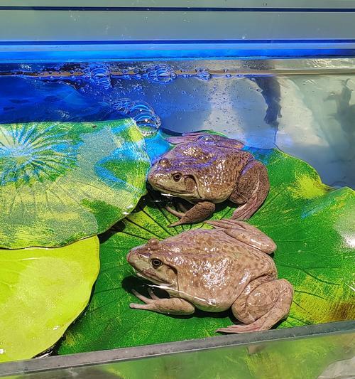 水族宠物的养殖与管理（探索水族宠物的魅力与养护之道）