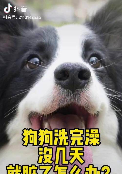 边牧洗澡的频率与方法（合适的洗澡频率对边牧健康至关重要）