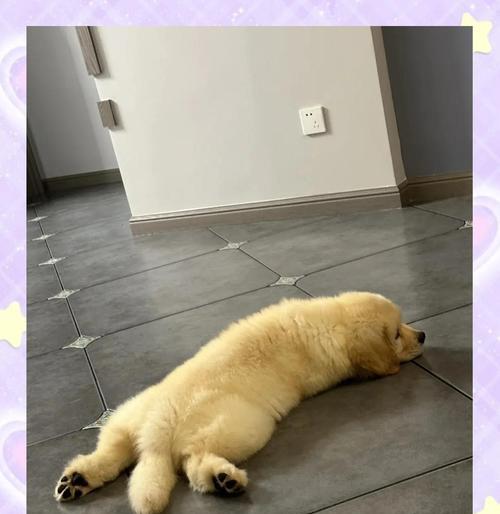 轻松解决家中狗狗撒尿骚味的4绝招（让你家恶臭无踪！）