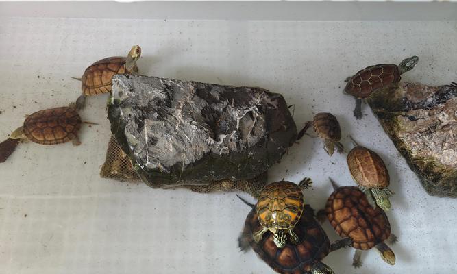 龟苗喂食频率和量的正确方法（龟苗喂食频率和量的关键注意事项）