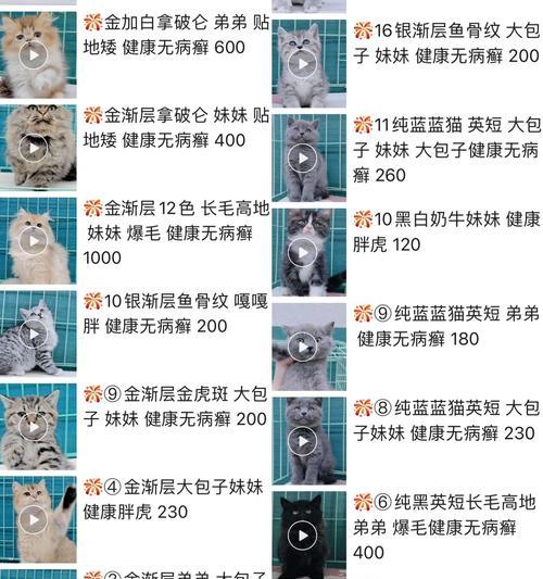 猫咪配种需要多久时间？（探究猫咪繁殖周期及配种时间的关键因素）