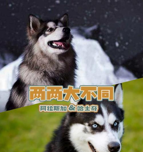 揭秘哈士奇拆家之谜（探究哈士奇拆家行为的原因，以及如何应对这一问题）