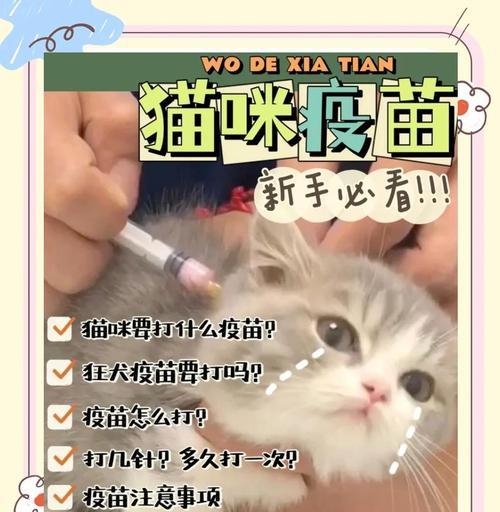 猫三联疫苗的保护期限及有效期剖析（了解猫三联疫苗的保护时长以保障猫咪健康）