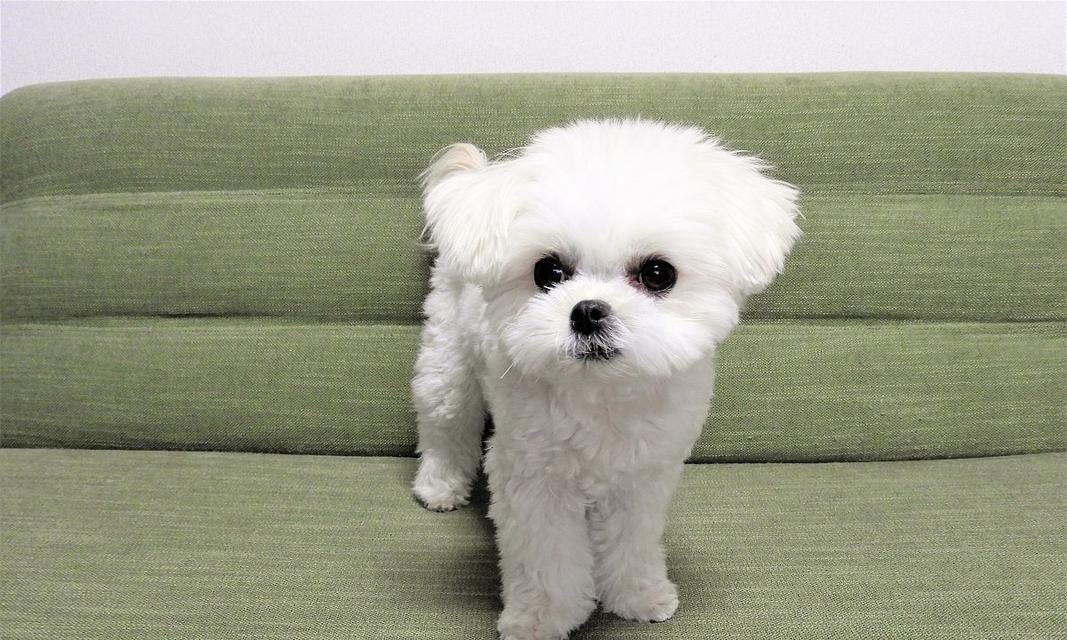 了解茶杯犬（茶杯犬的品种特征及适应环境）