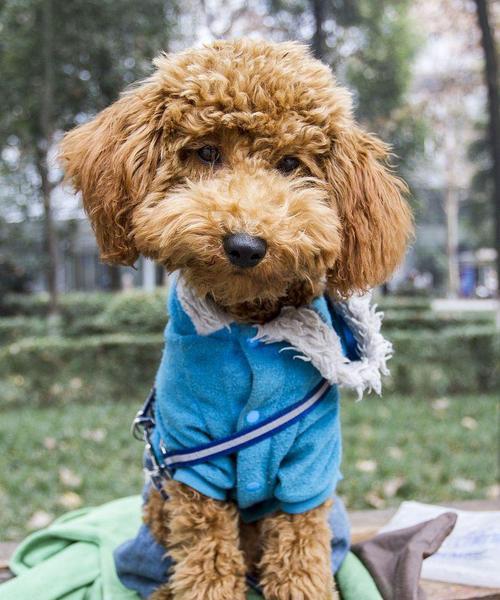 泰迪犬训练指南（入门训练计划和技巧帮您打造温顺可爱的泰迪犬）