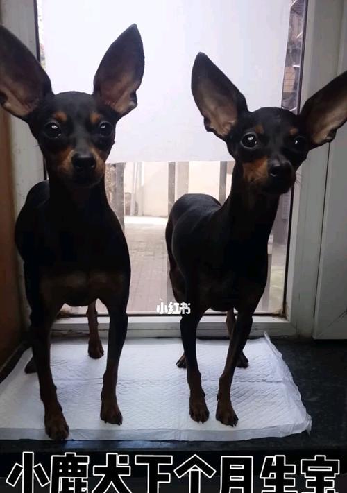 鹿犬怀孕多久生的过程解析（鹿犬怀孕周期、分娩时间及注意事项）